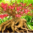 Bonsai Adenium Mixed 36 Colors Colorful Flowers 100 PCS Seeds