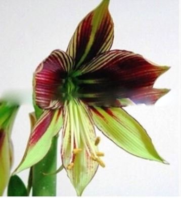 Bonsai Amaryllis Barbados Lily DIY Home Garden Lily Potted Bonsai 100 PCS Seeds