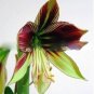 Bonsai Amaryllis Barbados Lily DIY Home Garden Lily Potted Bonsai 100 PCS Seeds