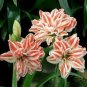 Bonsai Amaryllis Barbados Lily DIY Home Garden Lily Potted Bonsai 100 PCS Seeds