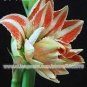 Bonsai Amaryllis Barbados Lily DIY Home Garden Lily Potted Bonsai 100 PCS Seeds