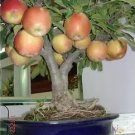 Bonsai Apple Tree Seeds Garden Yard Outdoor Living Fruit Plant 10 PCS Seeds