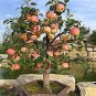 Bonsai Apple Tree Seeds Garden Yard Outdoor Living Fruit Plant 10 PCS Seeds