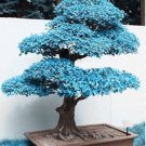 bonsai blue maple tree seeds Bonsai tree 20 PCS Seeds bonsai blue maple tree seeds Bonsai tree 20 PCS Seeds