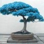 bonsai blue maple tree seeds Bonsai tree 20 PCS Seeds