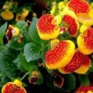 Bonsai Calceolaria Dicentra Spectabilis Rare Flower Home 200 PCS Seeds