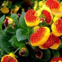 Bonsai Calceolaria Dicentra Spectabilis Rare Flower Home 200 PCS Seeds
