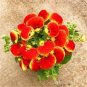 Bonsai Calceolaria Dicentra Spectabilis Rare Flower Home 200 PCS Seeds