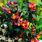 Bonsai 'Pearl' Pepper Chile Vegetables 25 PCS Seeds Bonsai 'Pearl' Pepper Chile Vegetables 25 PCS Seeds