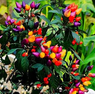 Bonsai 'Pearl' Pepper Chile Vegetables 25 PCS Seeds