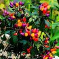 Bonsai 'Pearl' Pepper Chile Vegetables 25 PCS Seeds