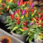 Bonsai 'Pearl' Pepper Chile Vegetables 25 PCS Seeds