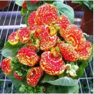 Bonsai Calceolaria Dicentra Spectabilis Rare Flower Home Garden 200 PCS Seeds