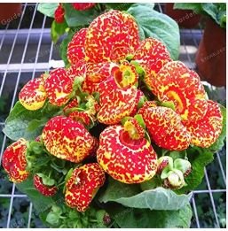 Bonsai Calceolaria Dicentra Spectabilis Rare Flower Home Garden 200 PCS Seeds