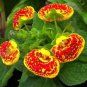 Bonsai Calceolaria Dicentra Spectabilis Rare Flower Home Garden 200 PCS Seeds