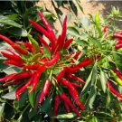 Bonsai 'Pearl' Pepper Chile Vegetables 25 PCS Seeds Bonsai 'Pearl' Pepper Chile Vegetables 25 PCS Seeds