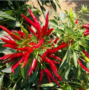 Bonsai 'Pearl' Pepper Chile Vegetables 25 PCS Seeds