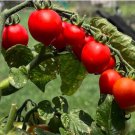 Bonsai Cherry Tomato Red Round Fruit 100 PCS Seeds Bonsai Cherry Tomato Red Round Fruit 100 PCS Seeds