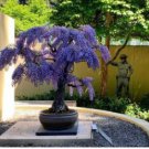 Bonsai Chinese Wisteria 100 PCS Seeds