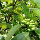 Bonsai Cinnamomum Kotoense Plant 10 PCS Seeds Bonsai Cinnamomum Kotoense Plant 10 PCS Seeds