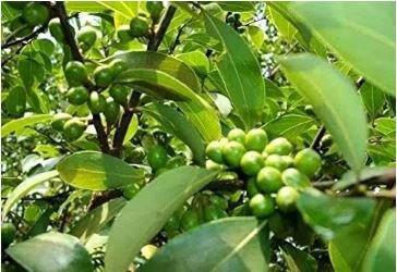 Bonsai Cinnamomum Kotoense Plant 10 PCS Seeds