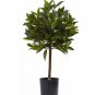 Bonsai Cinnamomum Kotoense Plant 10 PCS Seeds