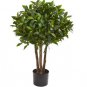 Bonsai Cinnamomum Kotoense Plant 10 PCS Seeds