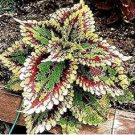 Bonsai Coleus Foliage Plants Perfect Color Arc-Dragon Beautiful Flower Plant 100 PCS Seeds