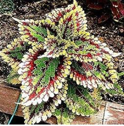 Bonsai Coleus Foliage Plants Perfect Color Arc-Dragon Beautiful Flower Plant 100 PCS Seeds