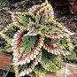 Bonsai Coleus Foliage Plants Perfect Color Arc-Dragon Beautiful Flower Plant 100 PCS Seeds