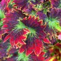 Bonsai Coleus Foliage Plants Perfect Color Arc-Dragon Beautiful Flower Plant 100 PCS Seeds