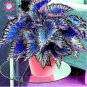 Bonsai Coleus Foliage Plants Perfect Color Arc-Dragon Beautiful Flower Plant 100 PCS Seeds