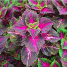 Bonsai Colorful Coleus Foliage Plants Rainbow Leaf Plant Dragon 100 PCS Seeds