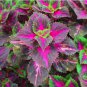 Bonsai Colorful Coleus Foliage Plants Rainbow Leaf Plant Dragon 100 PCS Seeds