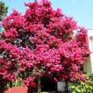 Bonsai Crape Myrtle Tree Red Flowers 30 PCS Seeds Bonsai Crape Myrtle Tree Red Flowers 30 PCS Seeds