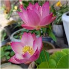 Bonsai Double Red Lotus 5 PCS Seeds