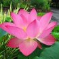 Bonsai Double Red Lotus 5 PCS Seeds