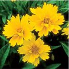 Bonsai Early Sunrise Yellow Coreopsis Flower 20 PCS Seeds