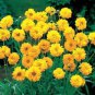 Bonsai Early Sunrise Yellow Coreopsis Flower 20 PCS Seeds
