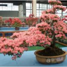 Bonsai F1 Red Azalea Hardy Rhododendron 50 PCS Seeds Bonsai F1 Red Azalea Hardy Rhododendron 50 PCS Seeds