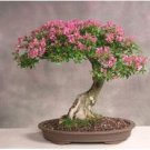 Bonsai Flower Bonsai Leptospermum Scoparium Flamenco Angel's 100 PCS Seeds Bonsai Flower Bonsai Leptospermum Scoparium Flamenco Angel's 100 PCS Seeds