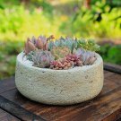 Bonsai Flowers Indoor Succulents Plant 100 PCS Seeds