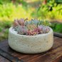 Bonsai Flowers Indoor Succulents Plant 100 PCS Seeds
