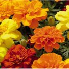 Bonsai French Marigold Tagetes Patula Annual Flower 50 PCS Seeds Bonsai French Marigold Tagetes Patula Annual Flower 50 PCS Seeds