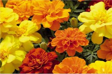 Bonsai French Marigold Tagetes Patula Annual Flower 50 PCS Seeds