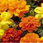 Bonsai French Marigold Tagetes Patula Annual Flower 50 PCS Seeds