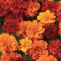 Bonsai French Marigold Tagetes Patula Annual Flower 50 PCS Seeds