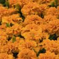 Bonsai French Marigold Tagetes Patula Annual Flower 50 PCS Seeds