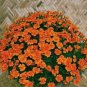 Bonsai French Marigold Tagetes Patula Annual Flower 50 PCS Seeds