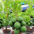 Bonsai Fruit Dwarf Papaya Miniature Pawpaw 50 PCS Seeds Bonsai Fruit Dwarf Papaya Miniature Pawpaw 50 PCS Seeds